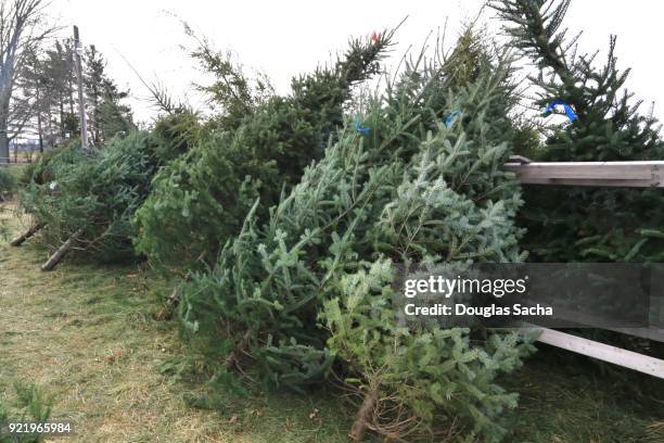 fresh cut evergreen trees for the christmas season - abies balsamea stock pictures, royalty-free photos & images