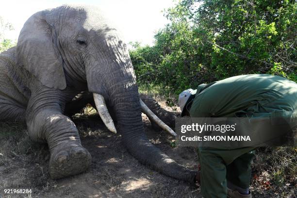 Kenya wildlife service ranger prepares to transport a tranquillized elephant bull into a truck at the Lamuria, Nyeri county, on February 21, 2018...