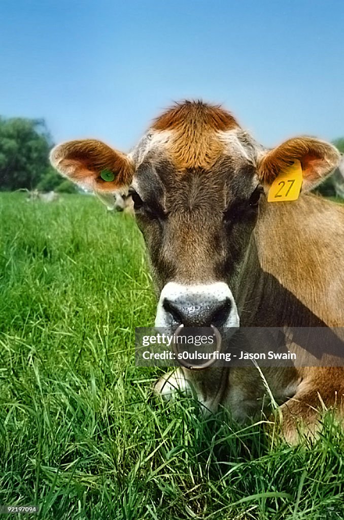 Pierced Cow 