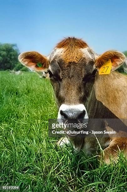 pierced cow  - s0ulsurfing stock pictures, royalty-free photos & images