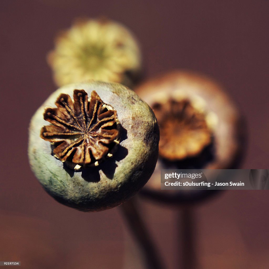 Close up of three poppy seed