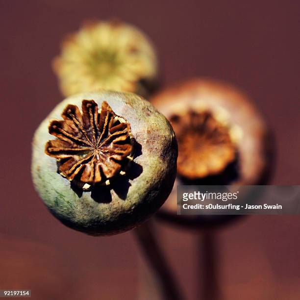 close up of three poppy seed - s0ulsurfing stock pictures, royalty-free photos & images