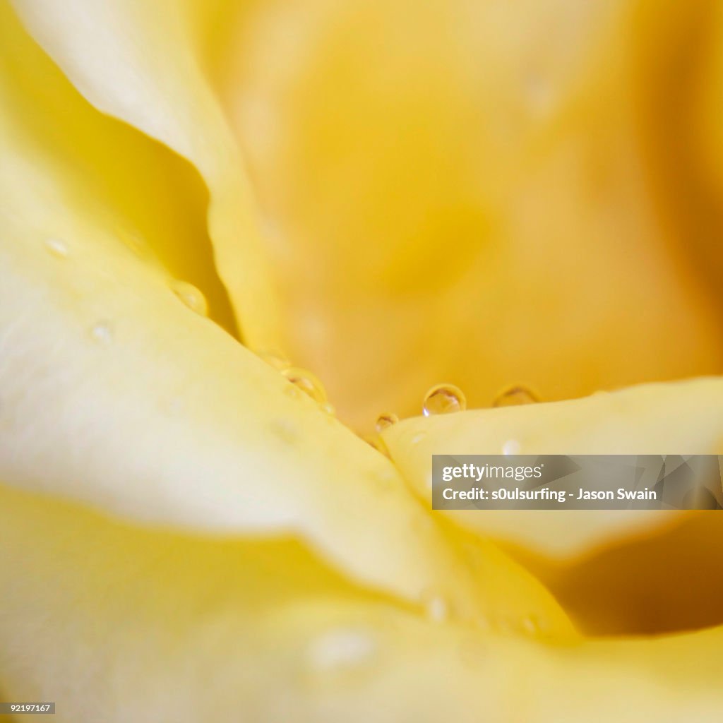 Water drops on flower