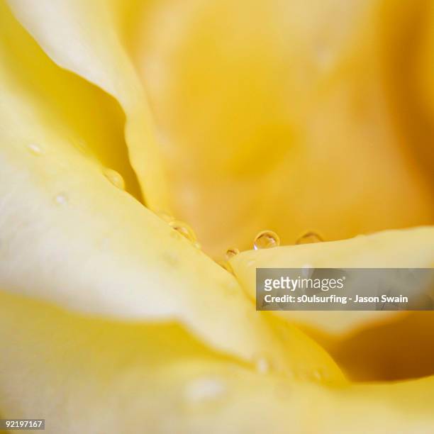 water drops on flower - s0ulsurfing stock pictures, royalty-free photos & images