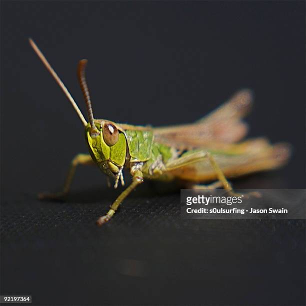 lensbaby wetsuit grasshopper - s0ulsurfing stock pictures, royalty-free photos & images