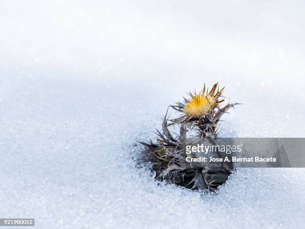 full frame of a small plant with a flower which appears on between the spring snow. spain. - snow on grass stock pictures, royalty-free photos & images