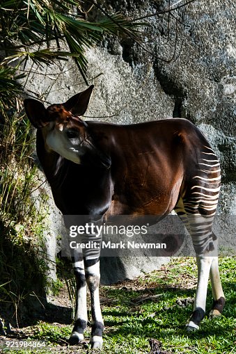 Okapi Okapi