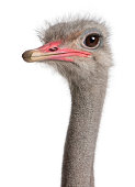 A close-up shot of an ostrich head with brown eyes 