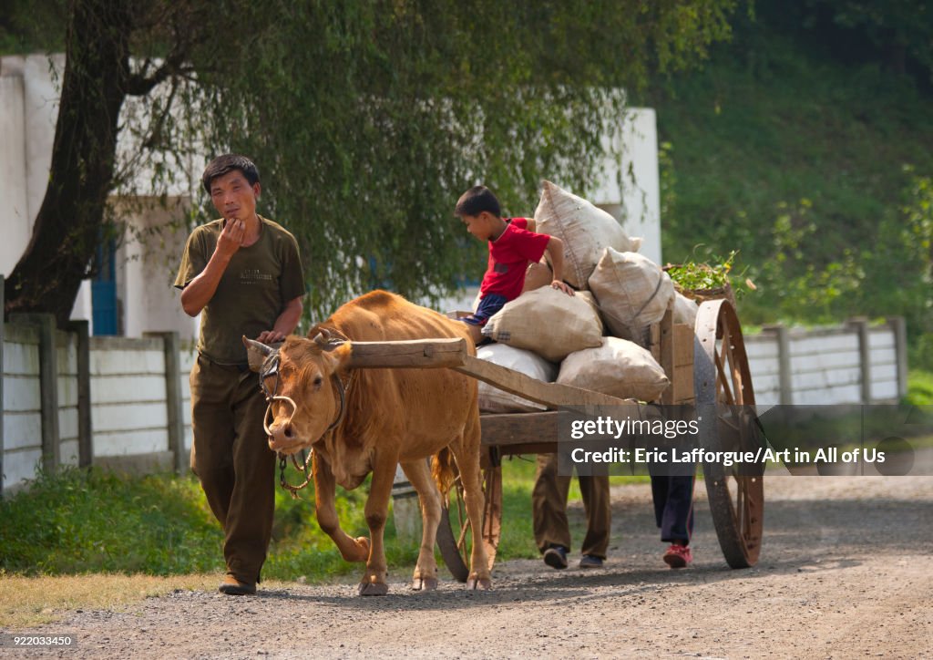 North Korean farmers with their ox cart on the road, North Hwanghae Province, Sariwon, North Korea...