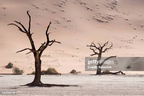 deadvlei, sossusvlei. namibia - fotoclick stock pictures, royalty-free photos & images