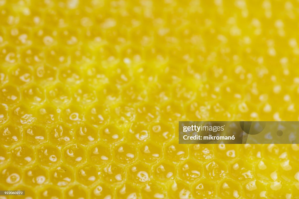 Raw organic Honeycomb. Apitherapy