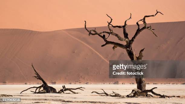 deadvlei, sossusvlei. namibia - fotoclick stock pictures, royalty-free photos & images