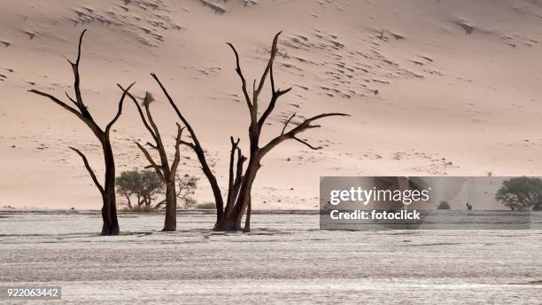 deadvlei, sossusvlei. namibia - fotoclick stock-fotos und bilder