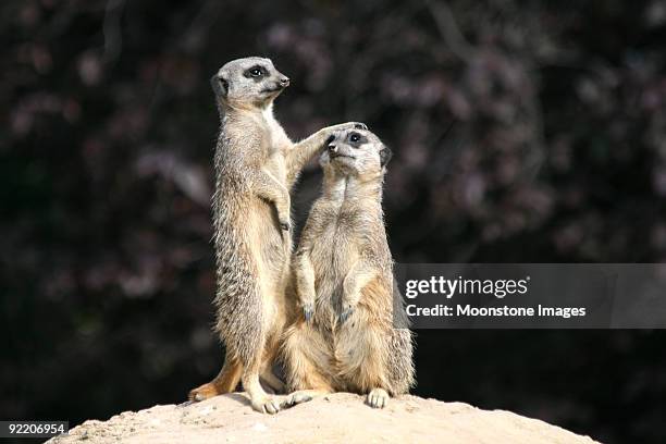 slender tailed meerkats - meerkat stock pictures, royalty-free photos & images