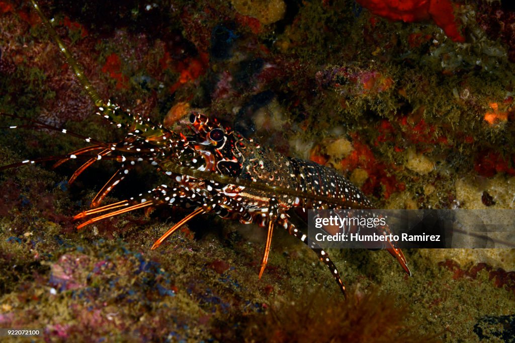 Spotted Spiny Lobster.