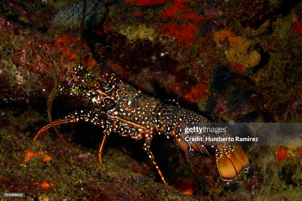Spotted Spiny Lobster.