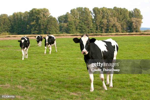 holsteins kühe auf einer wiese - happy cow stock-fotos und bilder