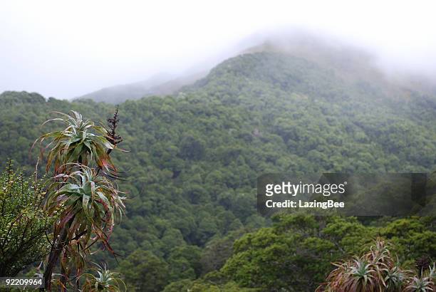 mountain neinei with distant mist, the kahurangi national park - nelson british columbia stock pictures, royalty-free photos & images