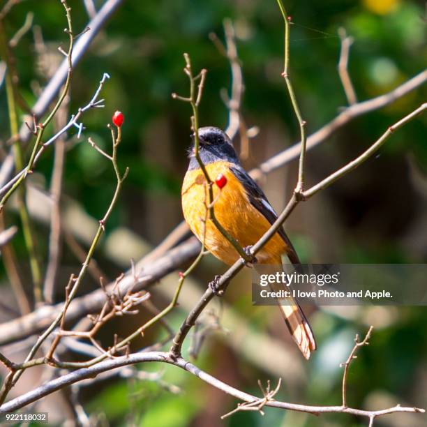 Daurian Rosa 697 Daurian Stock Photos, High-Res Pictures, and Images - Getty Images