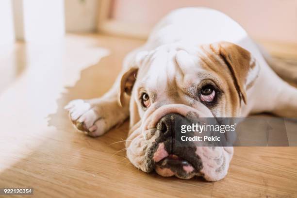 funny english bulldog - bulldog stock pictures, royalty-free photos & images