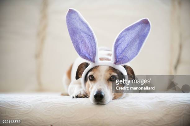 leuke jack russel hond konijn de oren dragen tijdens paasvakantie - easter bunny man stockfoto's en -beelden