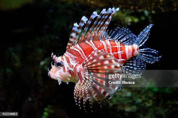 zwerg-zwergfeuerfisch 3 - lion fish stock-fotos und bilder