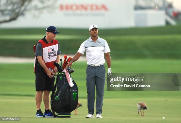 Tiger Woods of the United States waits to play a shot whilst the geese are oblivious to his presence during the pro-am for the 2018 Honda Classic on...