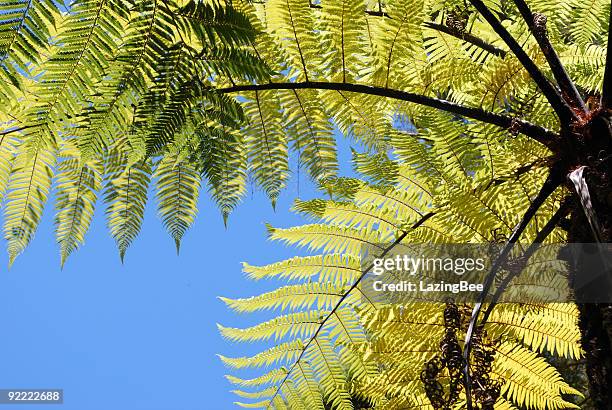 Ponga Tree Photos and Premium High Res Pictures - Getty Images