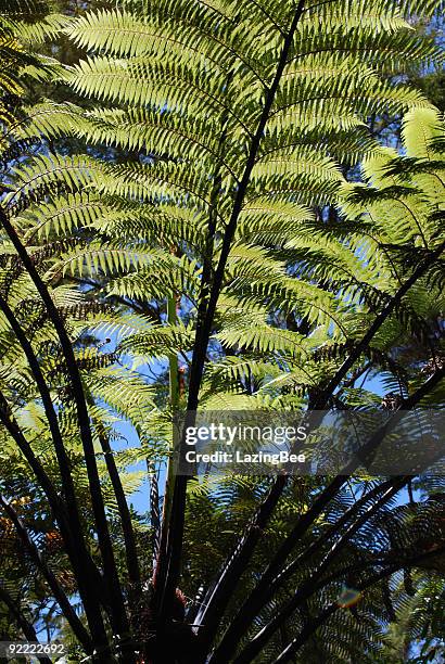 new zealand punga tree fern - nelson stock pictures, royalty-free photos & images