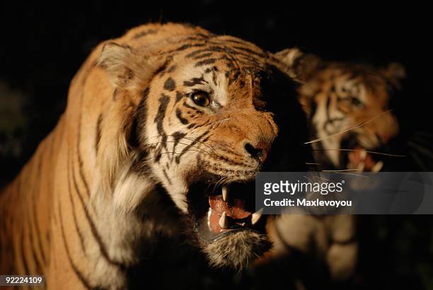 two tigers - taxidermy stock pictures, royalty-free photos & images
