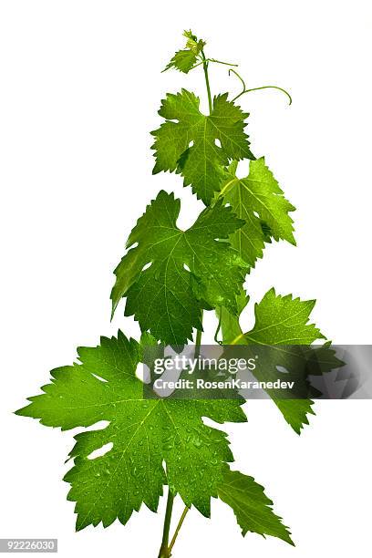 vite - vineyard leafs foto e immagini stock