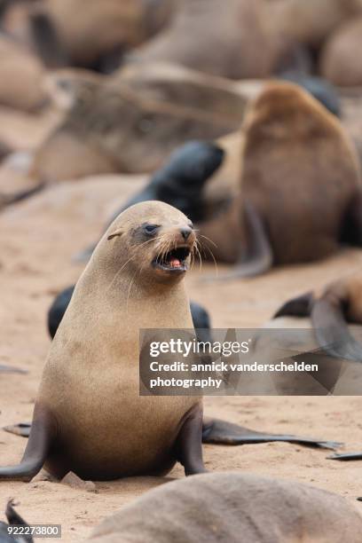 cape fur seal in cape cross seal reserve. - cape fur seal stock pictures, royalty-free photos & images