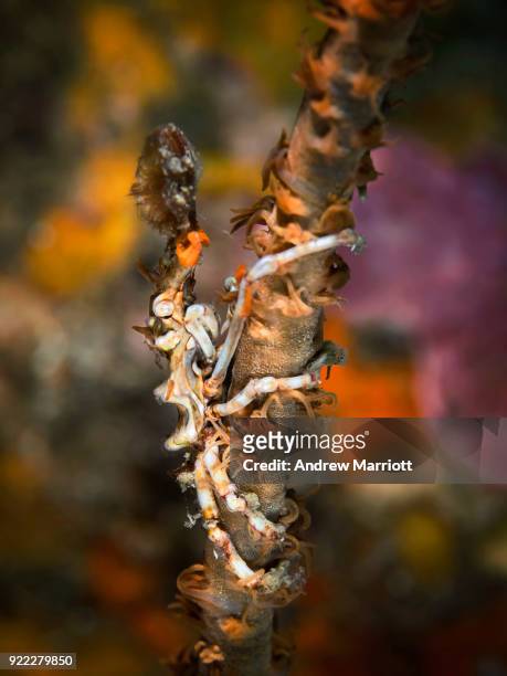 xeno crab on whip coral - whip coral stock pictures, royalty-free photos & images