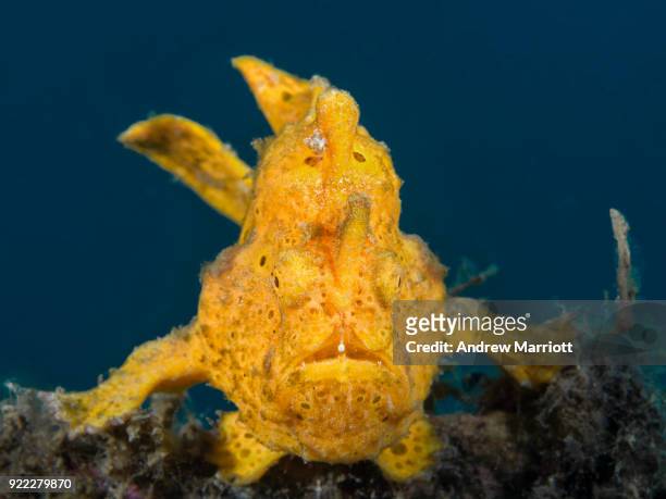yellow frog fish with "arms" extended - anglerfisch stock-fotos und bilder