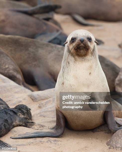 cape fur seal in cape cross seal reserve. - cape fur seal stock pictures, royalty-free photos & images