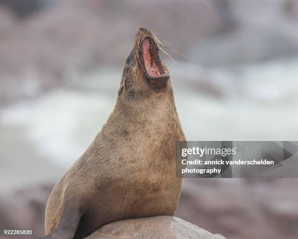 cape fur seal in cape cross seal reserve. - cape fur seal stock pictures, royalty-free photos & images