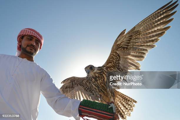 View of a two year old falcon and his trainer during a demonstration. Falconry is UAE's oldest tradition and it dates back to 2000 years that started...