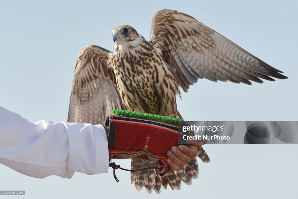 Falconry - UAE's oldest tradition and sport