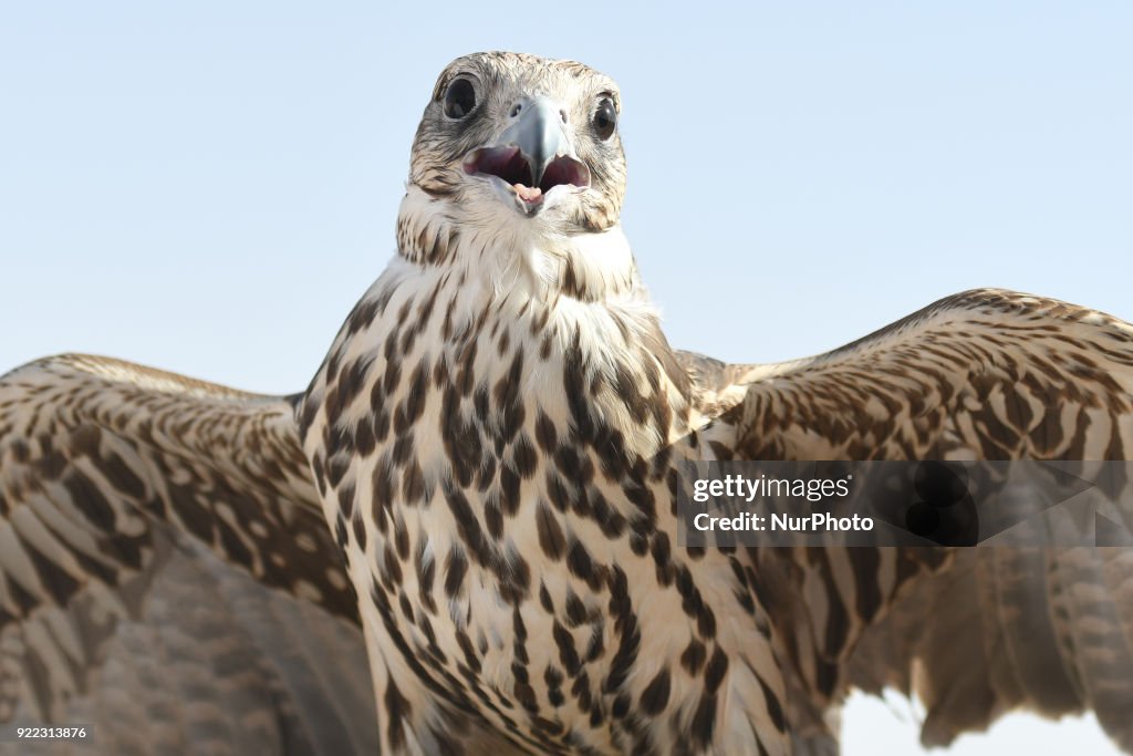 Falconry - UAE's oldest tradition and sport
