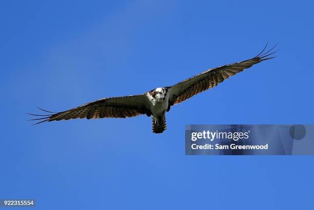 An osperey as seen during the pro-am round prior to the Honda Classic at PGA National Resort and Spa on February 21, 2018 in Palm Beach Gardens,...