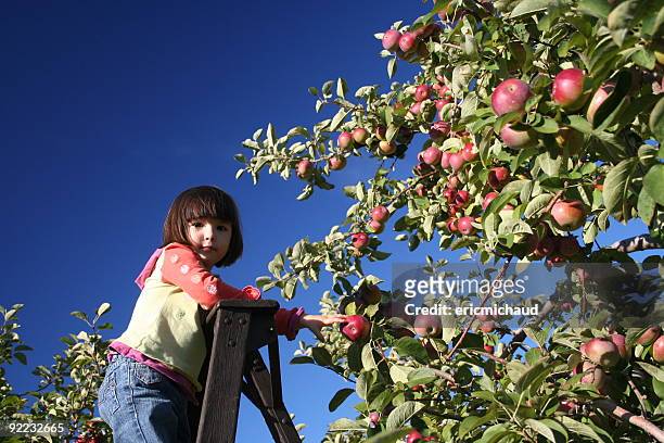 girl in an orchard - greater than sign stock pictures, royalty-free photos & images
