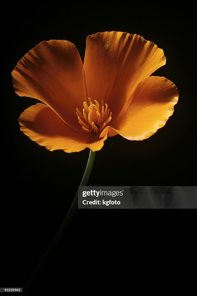 Orange flower
