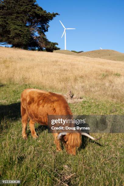 wind farm cow grazing - doug byrnes stock pictures, royalty-free photos & images