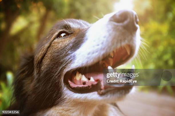 cabeza-hombros retrato de border collie y - boca animal fotografías e imágenes de stock