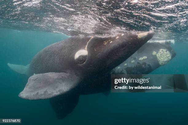 southern right whale calf and it's mother at the surface during the calving and mating season, valdes peninsula, argentina. - セミクジラ科 ストックフォトと画像