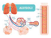 Lungs alveoli schematic, anatomical vector illustration diagram with capillary network.