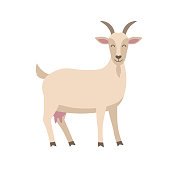 Cute goat vector flat illustration isolated on white background. Farm animal goat cartoon character.