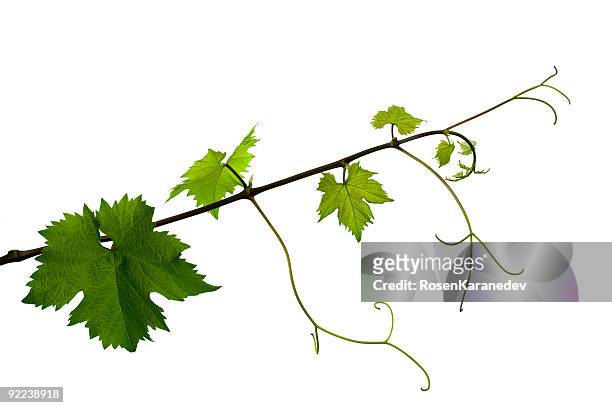 vite - vineyard leafs foto e immagini stock