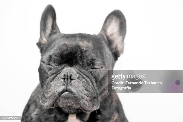 dog sleeping - dog eyes closed stock pictures, royalty-free photos & images