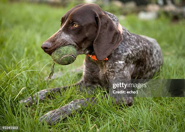 deutsche shorthaired pointer auf gras mit tennisball in mouth - german short haired pointer stock-fotos und bilder